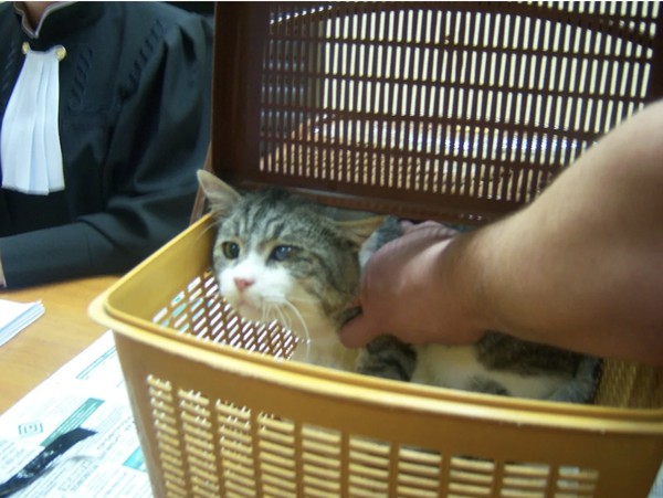 Кот на суде